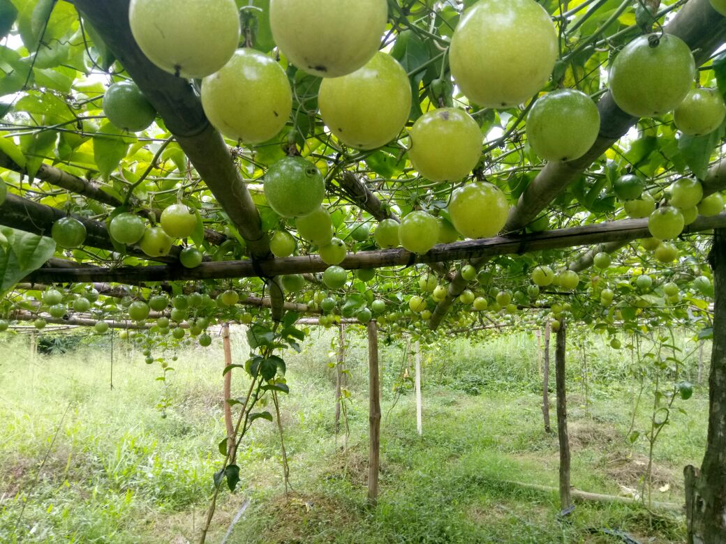 黄金百香果种植技术培训现场