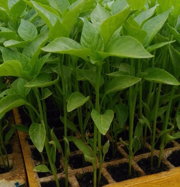 螺丝椒苗,现苗,抗病性强,市场表现好,产量高