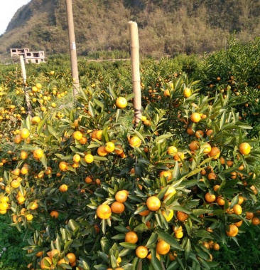 [马水桔批发]马水桔 3~3.5cm价格2.00元/斤 - 一亩田