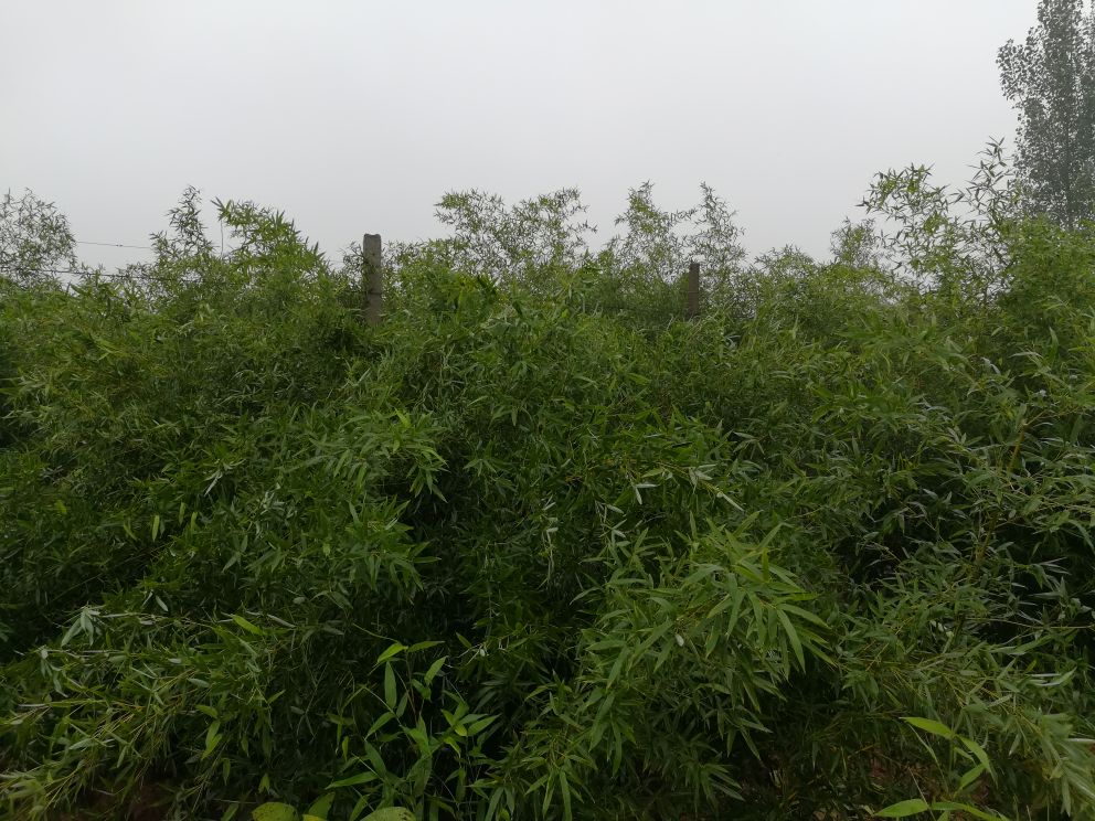 山竹果园航拍图