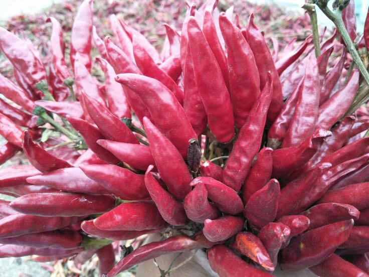 三樱椒在电商平台上的展示图