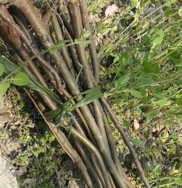 拐枣红拐枣苗万寿果苗三年苗拐枣定植后隔年可挂果