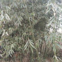 绿竹3~4m