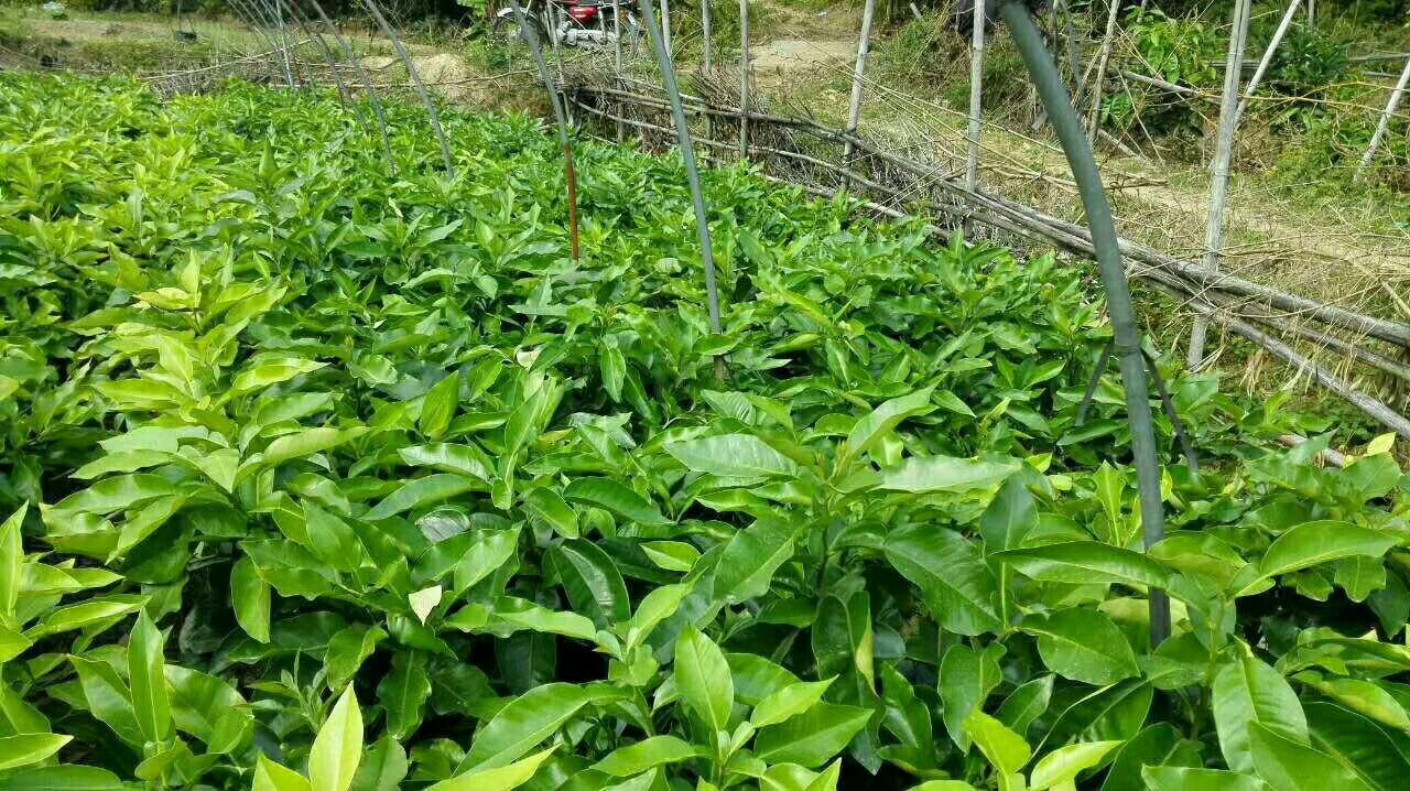 果农在蜜柚园中进行疏果作业