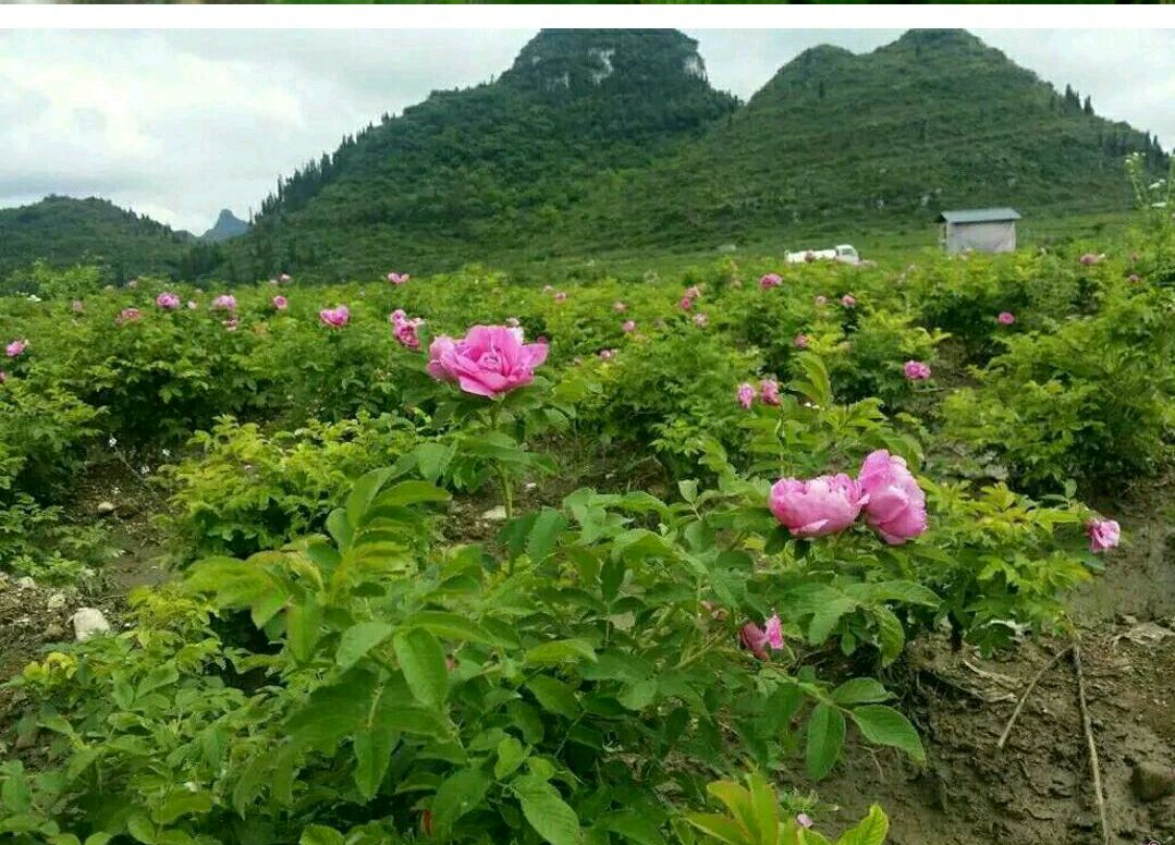 山东省济南市平阴县玫瑰镇全景航拍图,展示成片的平阴四季玫瑰种植基地,春季花海连绵,田间道路纵横,远处可见丘陵地貌与灌溉系统分布 平阴县玫瑰镇核心种植区航拍图