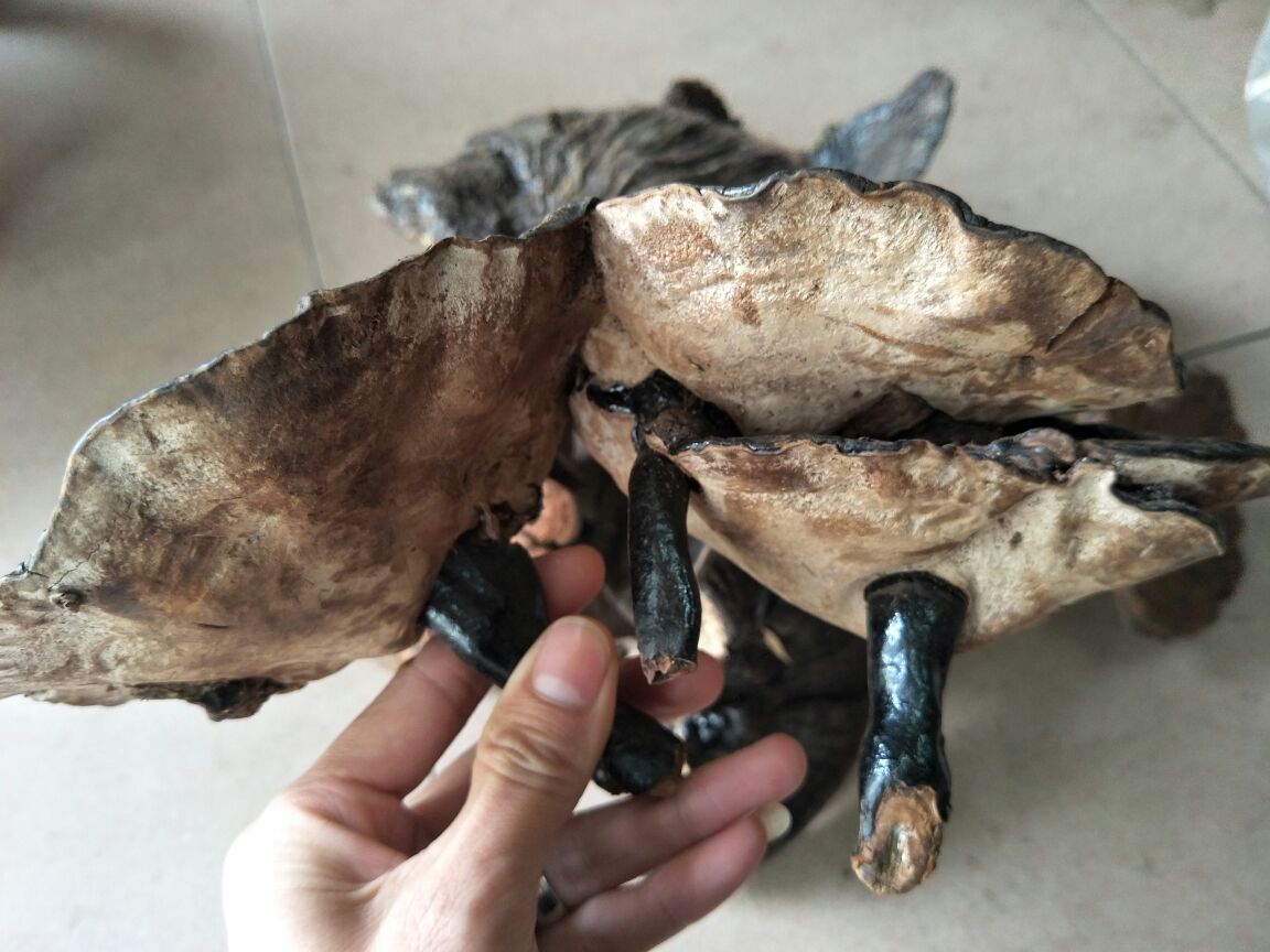 黑灵芝片展示图