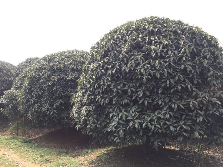 八月桂花春季修剪前后对比图,展示合理修剪对花芽形成的重要性 八月桂花修剪示意图