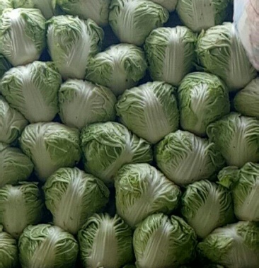 秦白2号大小适中冷库存白菜46斤净菜菜色绿新