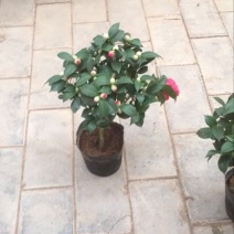 茶花50~80cm