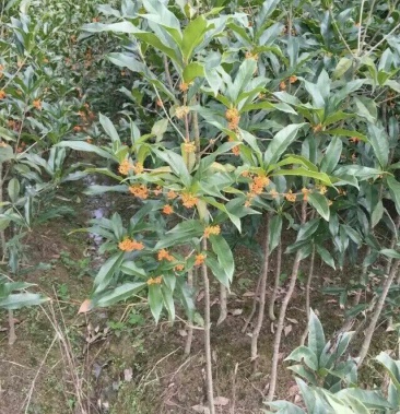 状元红桂花苗 80~120cm