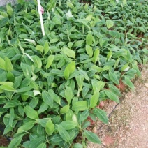 香蕉苗1~2年一级良种