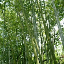 绿竹9~10m