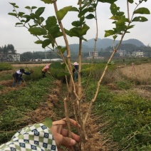 茉莉花苗20~30cm