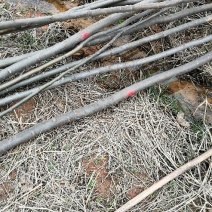 黄山栾树6~8cm4~6cm4米以上
