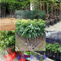 金煌芒树苗1m以下