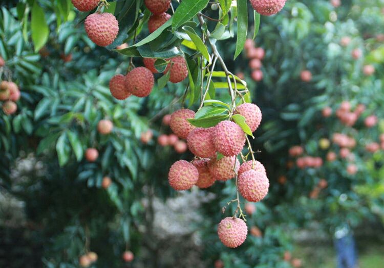 新鲜带叶荔枝特写摆盘