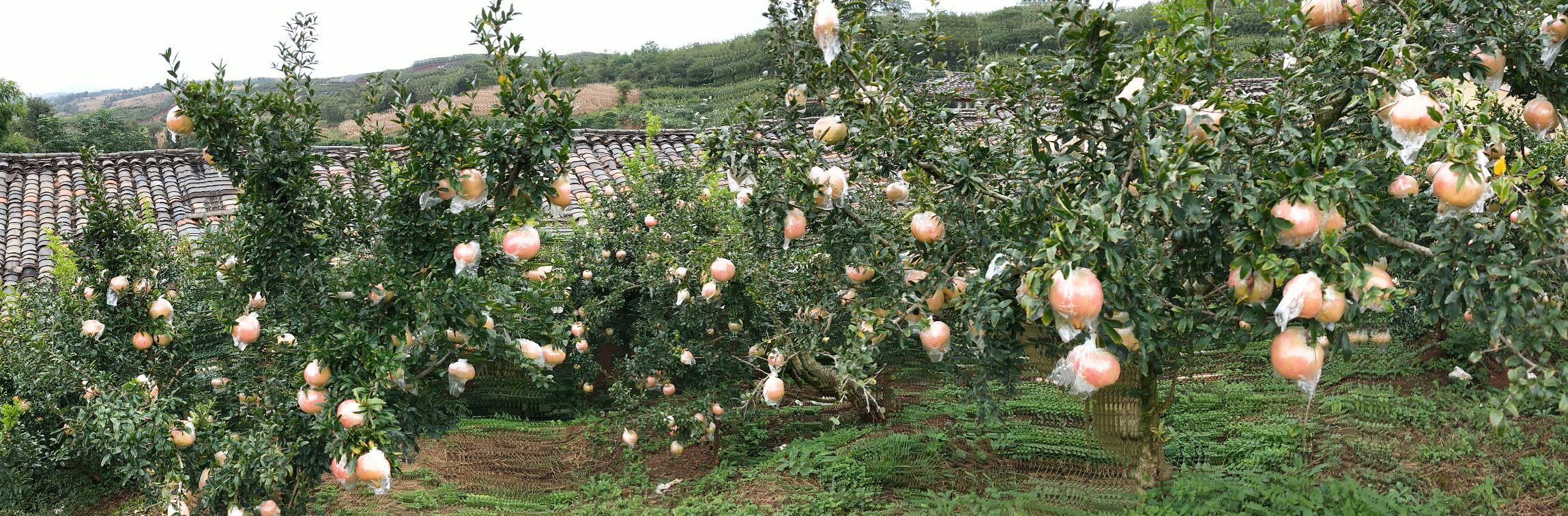怀远石榴果园全景图
