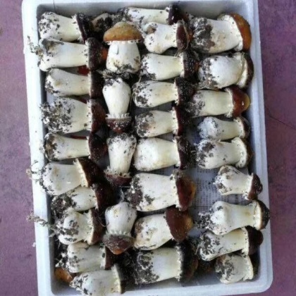 大球盖菇价格行情_今日大球盖菇价格多少钱一斤 _ 一亩田