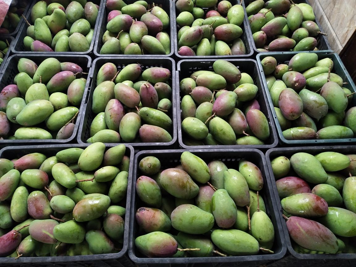 超市货架上的芒果陈列