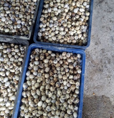 [鹌鹑蛋批发]野鹌鹑蛋 食用价格6.00元/斤 - 一亩田