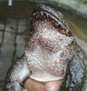 石蛙种苗蝌蚪幼蛙