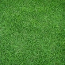草皮