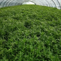 自产自销芦篙开始大量上市