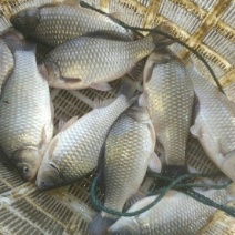 鲤鱼2两鱼苗