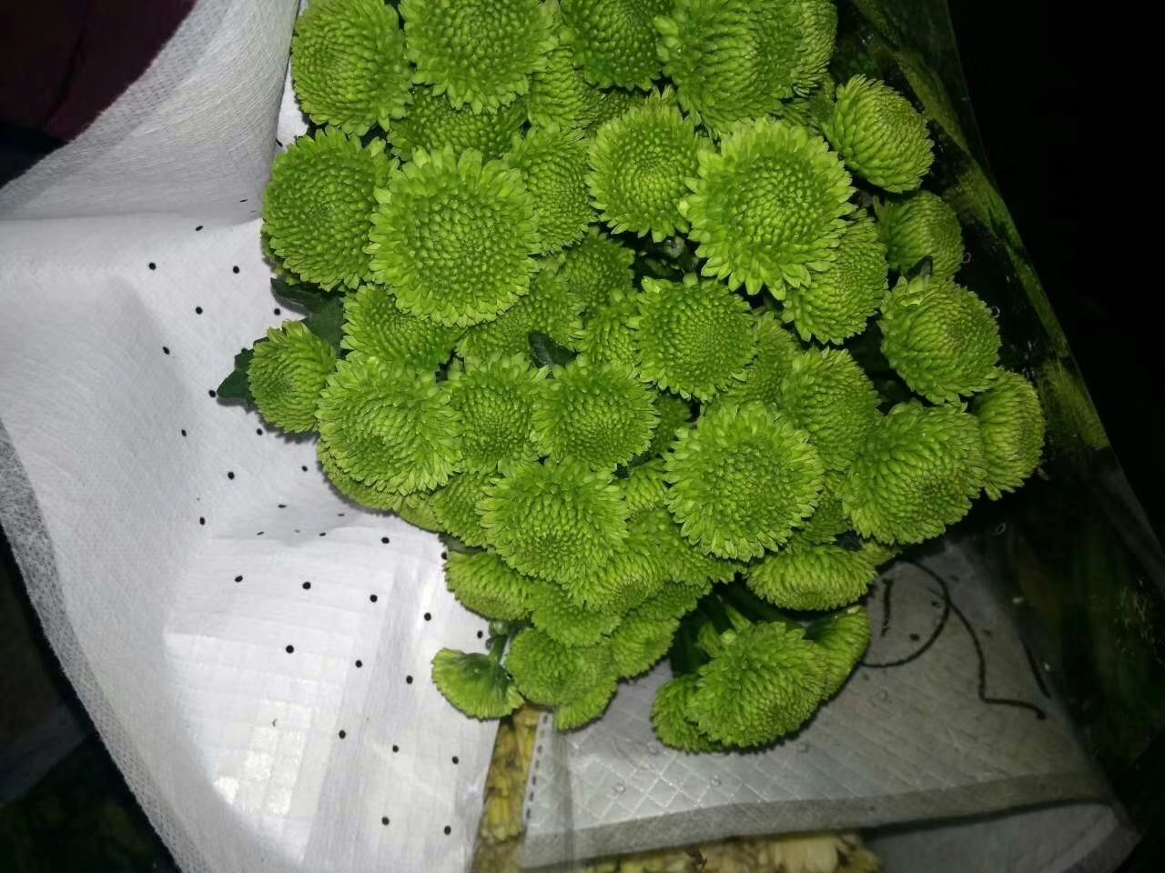 静物摆拍高清图:做旧质感牛皮纸方形礼盒(约20×20cm),盒盖半启,露出内部精心排布的12枝带露水雏菊,花头朝上,茎部用湿润白色棉絮包裹并覆盖翠绿苔藓;盒底铺浅灰亚麻布纹衬布;盒盖斜倚在右侧,上方摆放黄铜园艺剪与一张米白色手写卡片,卡片以深灰墨水书写楷体字‘致你,如雏菊初开’,整体构图平衡,色调柔和,强调手工温度与人文关怀 复古牛皮纸包裹的雏菊礼盒静物图,打开盒盖可见整齐排列的12枝新鲜雏菊,茎部裹湿棉并覆苔藓,盒内衬浅灰亚麻布,盒盖斜放一柄小铜剪与手写卡片,卡片上墨水字迹:“致你,如雏菊初开”