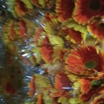 非洲菊鲜切花