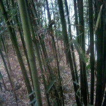 苦竹，种苗