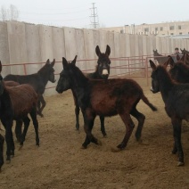 肉驴400~500斤