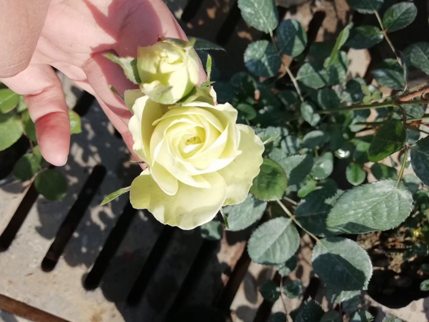 欧洲月季秋季复花特写