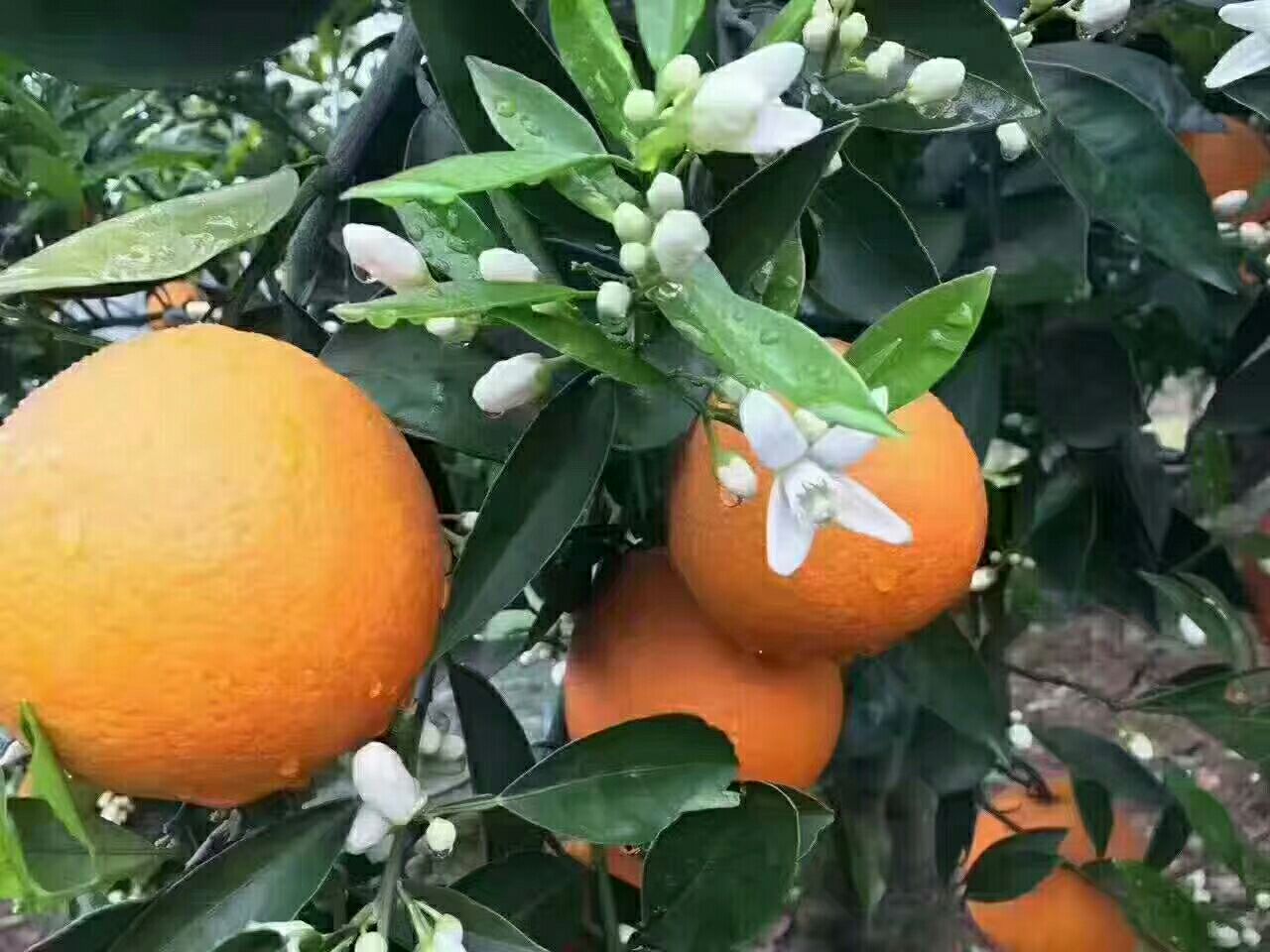 一个打开的橙色硬壳礼盒,内部整齐摆放着6个大小一致、表皮光洁的伦晚脐橙,背景为木质餐桌和绿植,突出产品的高端感与新鲜度,适合用于电商详情页展示 包装精美的伦晚脐橙礼盒