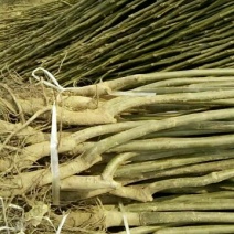 核桃苗1~2年100~150cm大量出售