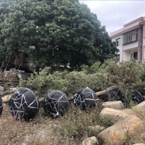 天竺桂米径10分截杆苗