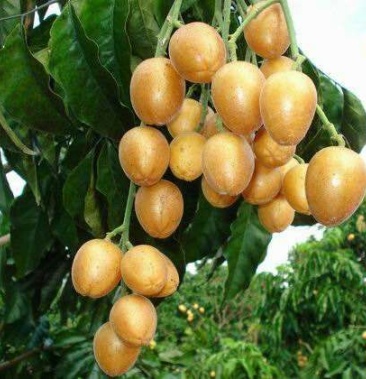 大鸡心黄皮果苗头径粗壮,小杯中杯 30~50cmcm