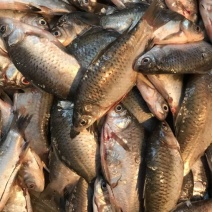 鲫鱼食用