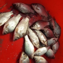 鲫鱼7两，6块2一斤