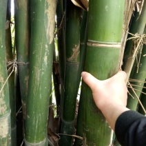 苦竹3~4m