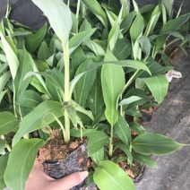 香蕉苗一级良种1~2年