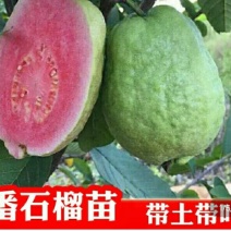 番石榴苗30cm以下