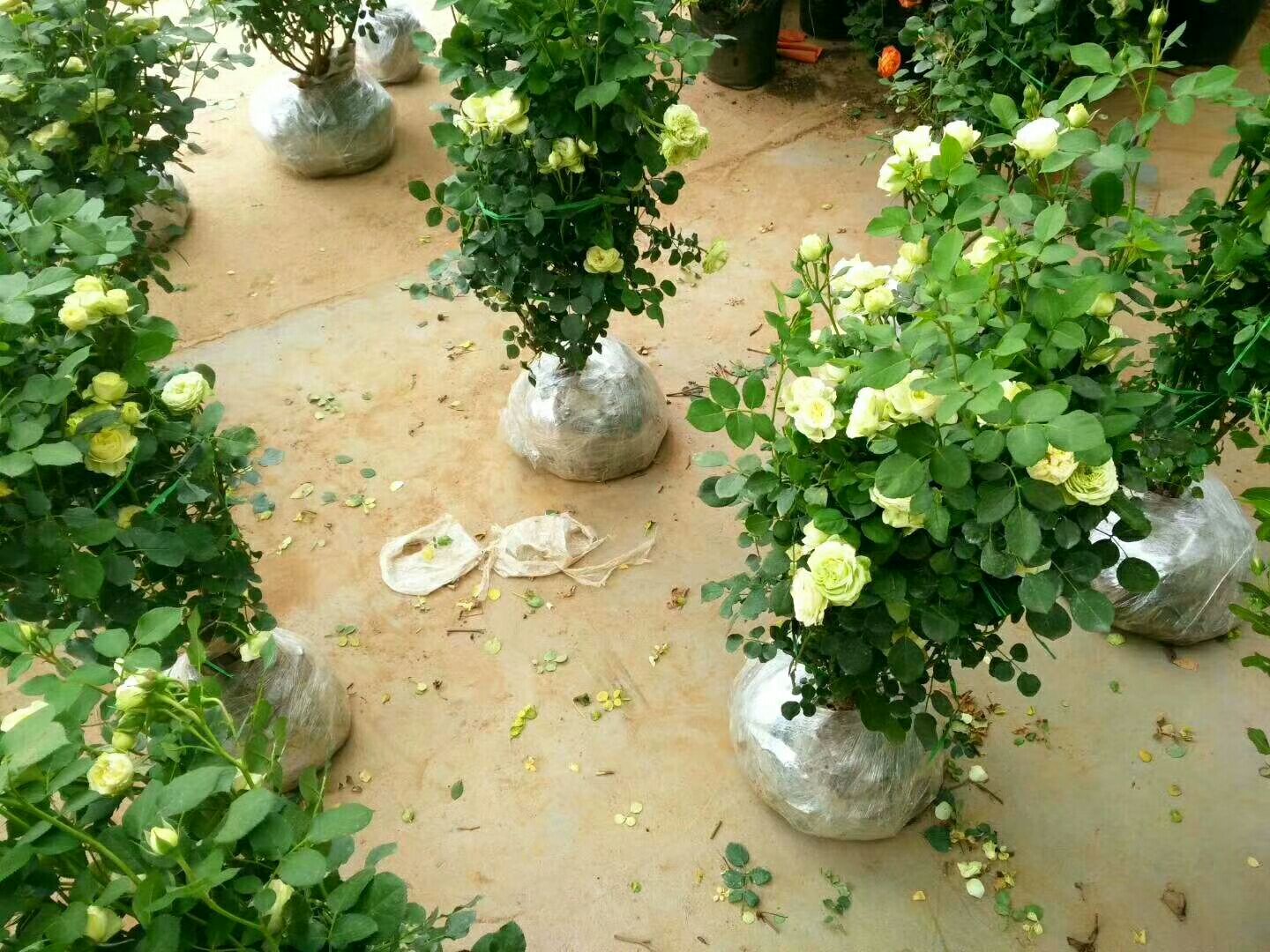 一个城市公寓的阳台场景,摆放多个陶土花盆,种植不同颜色的欧洲月季,包括粉色、白色和橙黄色品种,搭配薰衣草和常春藤垂吊植物;花盆旁有咖啡杯和园艺工具,展现悠闲的生活方式;阳光斜照,花朵清晰可见,整体色调温暖明亮 欧洲月季组合种植的阳台花境