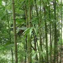 方竹4~5m
