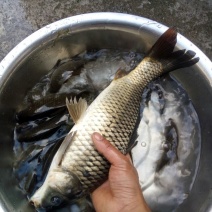 河鲤鱼1~2公斤食用