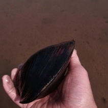 河蚌河蚌河蚌河蚌