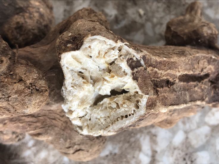 左侧为生长中的白术植株,茎直立,叶互生,羽状深裂;右侧为淡黄白色至黄棕色的圆形或椭圆形切片,表面可见细密纹理与须根痕,质地坚实,断面略显油性 白术原植物与干燥白术片对比图