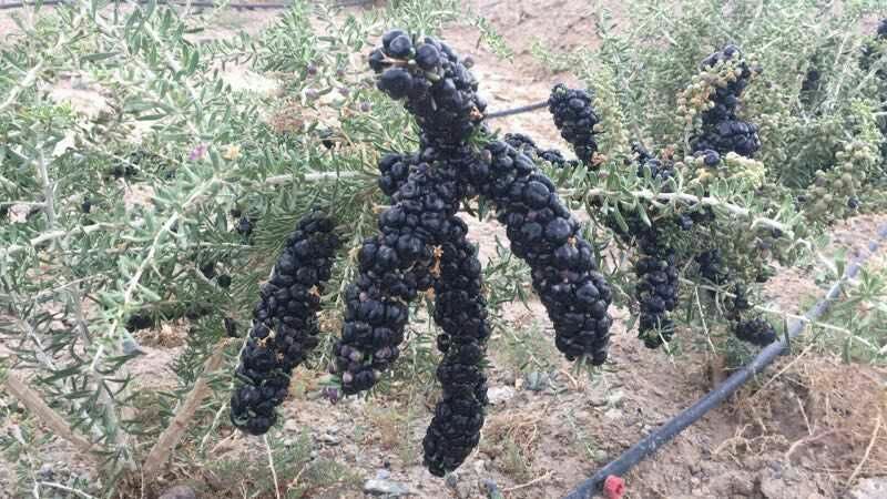 大木姜子树果实特写