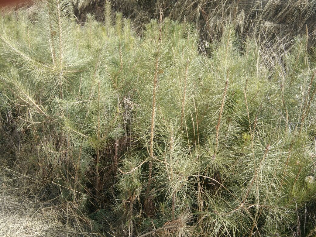 油松幼苗与针叶细节