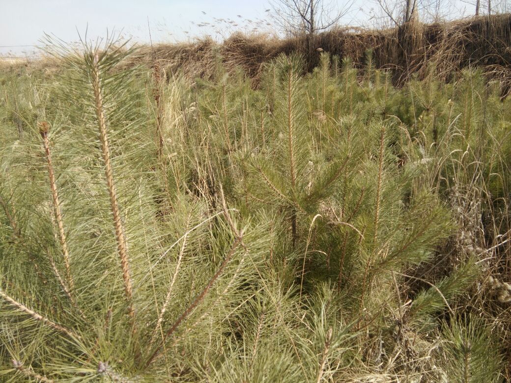 油松的针形叶呈细长状,通常两针一束,具有明显的角质层 油松针形叶特写